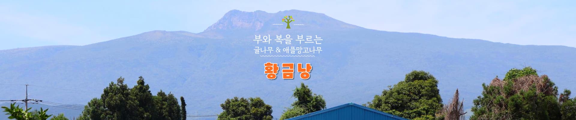 황금낭 애플망고나무
화분 3년생 (어윈 품종)