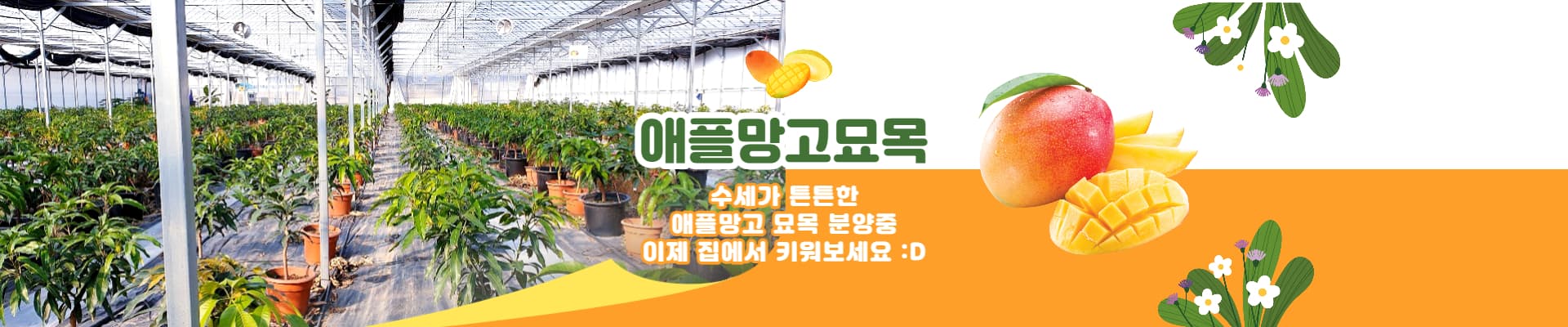서귀포 토평동 직송
고당도 프리미엄 애플망고