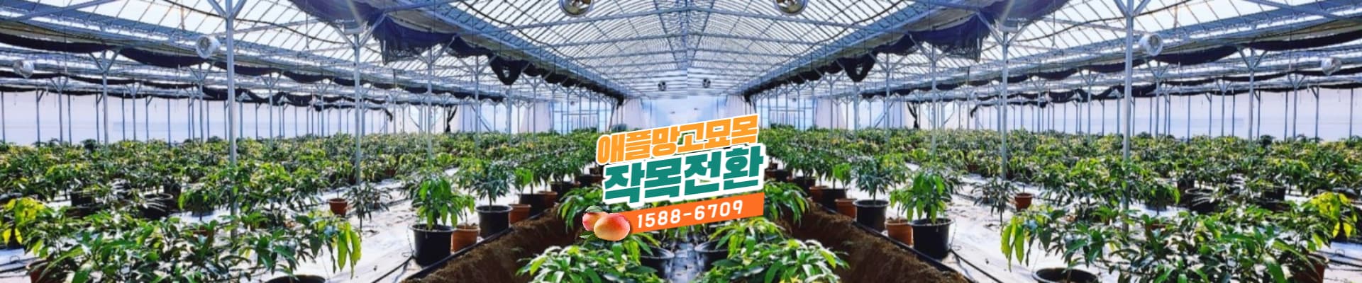 부와 복을 부르는
제주 애플망고 & 귤나무