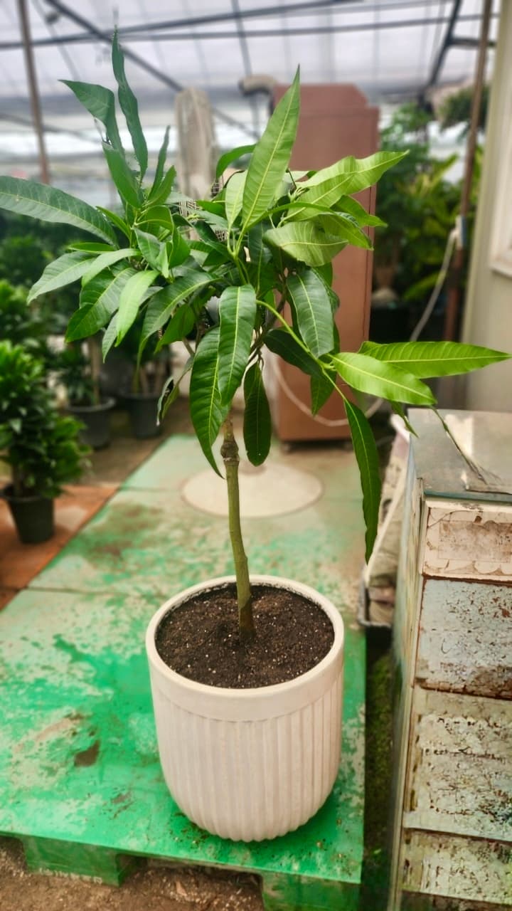 베란다에서 진짜 꽃이 피고 열매가 맺혔어요!